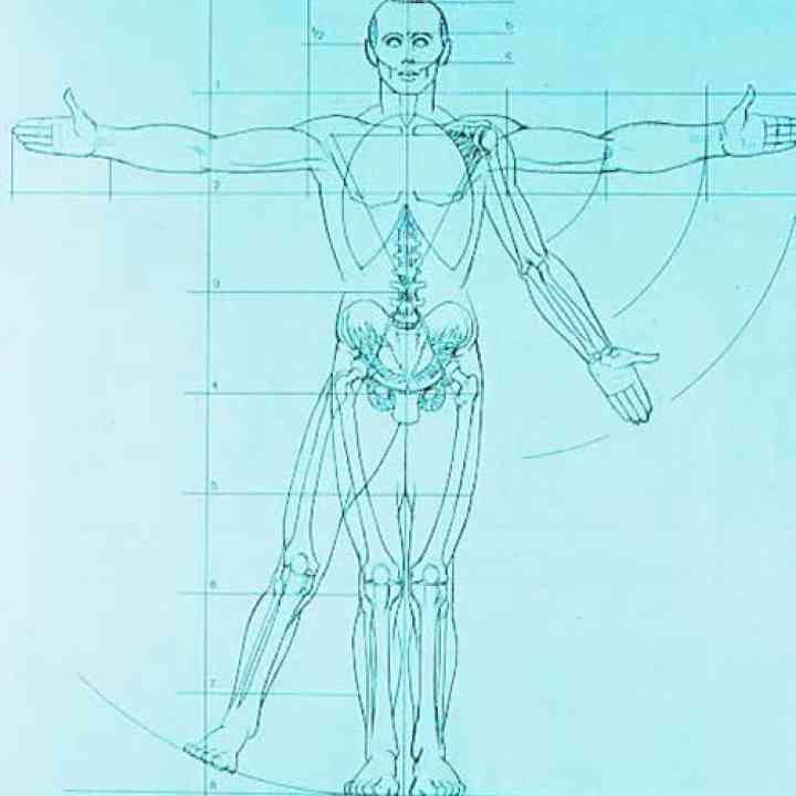 El dibujo del cuerpo humano
