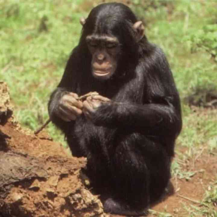 Ilustración principal del artículo Chimpancés diseñadores